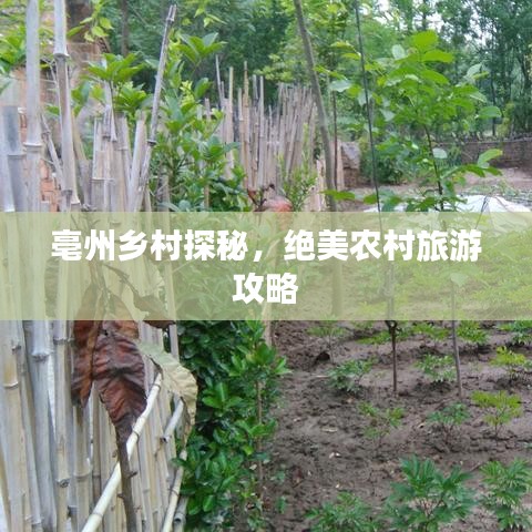 亳州乡村探秘，绝美农村旅游攻略