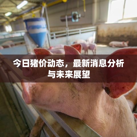 今日猪价动态，最新消息分析与未来展望