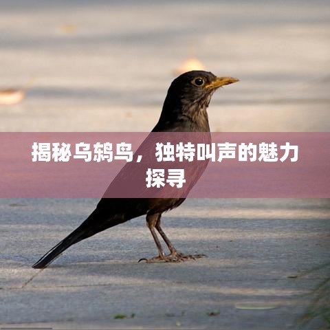 揭秘乌鸫鸟，独特叫声的魅力探寻