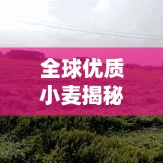 全球优质小麦揭秘，顶级小麦排名与奥秘探寻