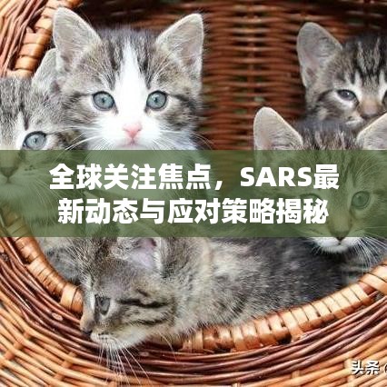 全球关注焦点，SARS最新动态与应对策略揭秘
