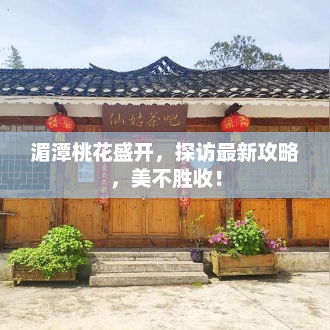 湄潭桃花盛开，探访最新攻略，美不胜收！