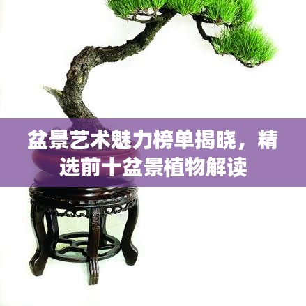 盆景艺术魅力榜单揭晓，精选前十盆景植物解读