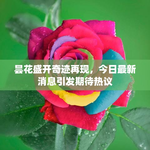 昙花盛开奇迹再现，今日最新消息引发期待热议