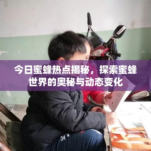 今日蜜蜂热点揭秘，探索蜜蜂世界的奥秘与动态变化