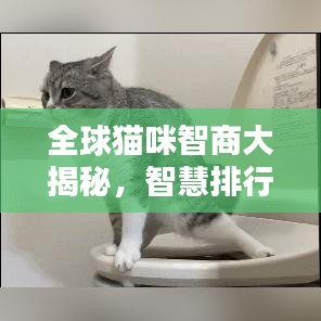 全球猫咪智商大揭秘，智慧排行榜及智慧之源探究