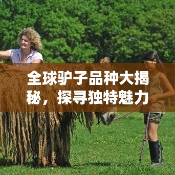 全球驴子品种大揭秘，探寻独特魅力与特色排名