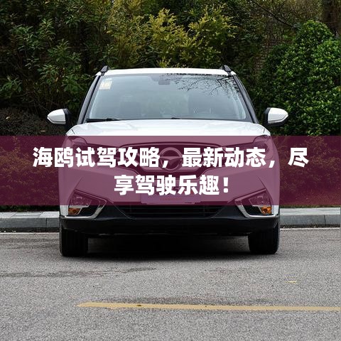 海鸥试驾攻略，最新动态，尽享驾驶乐趣！