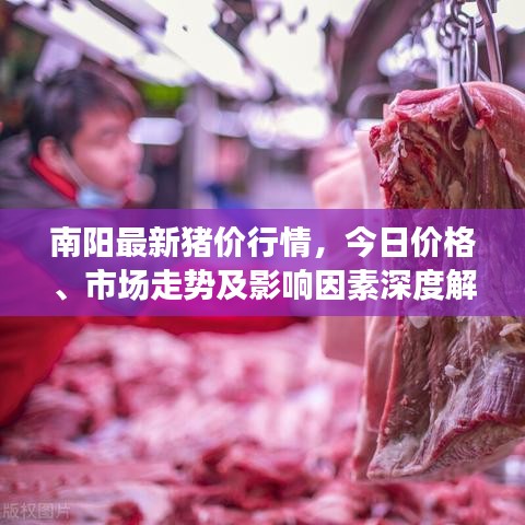 南阳最新猪价行情，今日价格、市场走势及影响因素深度解析