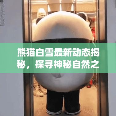 熊猫白雪最新动态揭秘，探寻神秘自然之旅