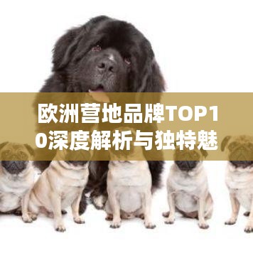 欧洲营地品牌TOP10深度解析与独特魅力体验