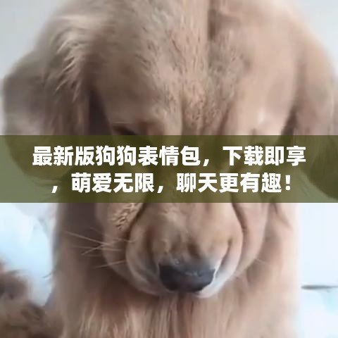 最新版狗狗表情包，下载即享，萌爱无限，聊天更有趣！