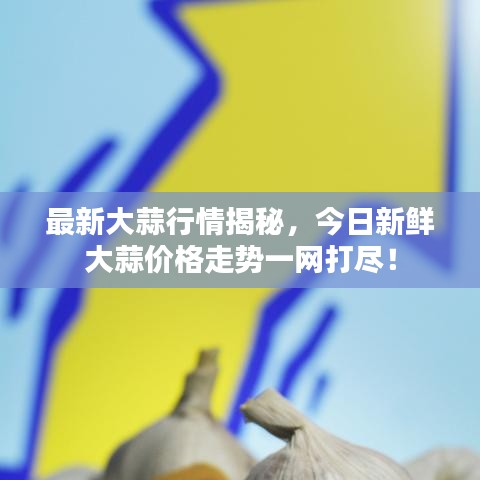 最新大蒜行情揭秘，今日新鲜大蒜价格走势一网打尽！