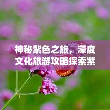 神秘紫色之旅，深度文化旅游攻略探索紫色文化魅力