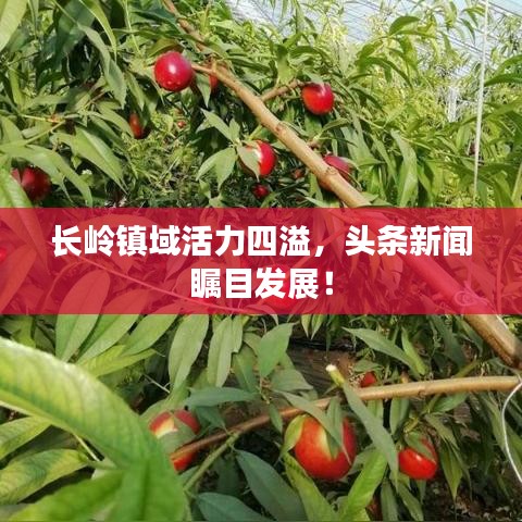 长岭镇域活力四溢，头条新闻瞩目发展！