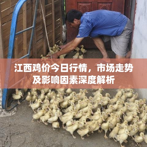 江西鸡价今日行情，市场走势及影响因素深度解析