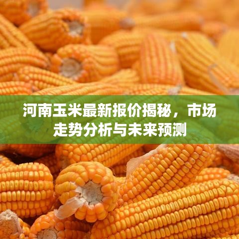河南玉米最新报价揭秘，市场走势分析与未来预测