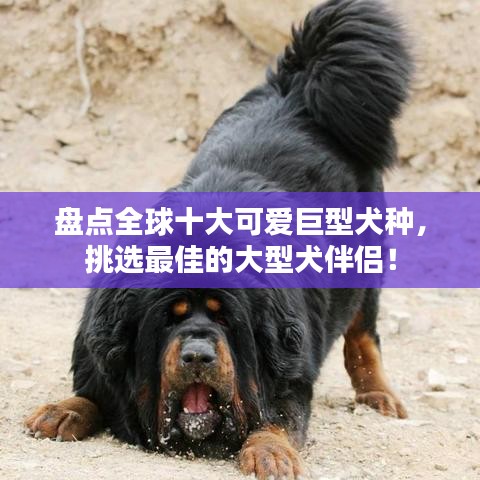盘点全球十大可爱巨型犬种，挑选最佳的大型犬伴侣！