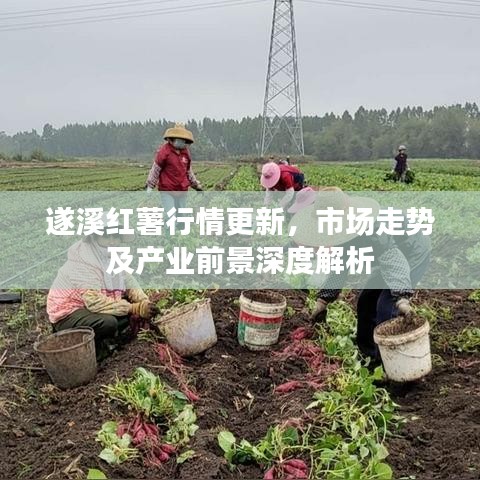 遂溪红薯行情更新，市场走势及产业前景深度解析