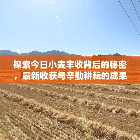 探索今日小麦丰收背后的秘密，最新收获与辛勤耕耘的成果