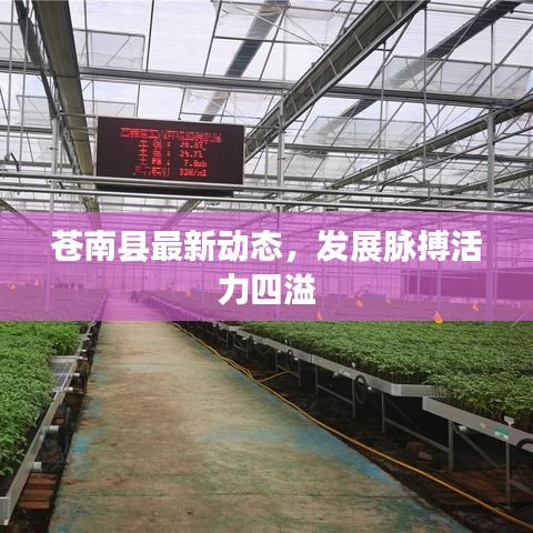 苍南县最新动态，发展脉搏活力四溢