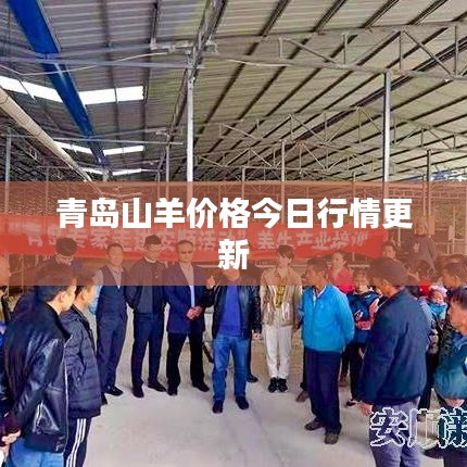 青岛山羊价格今日行情更新