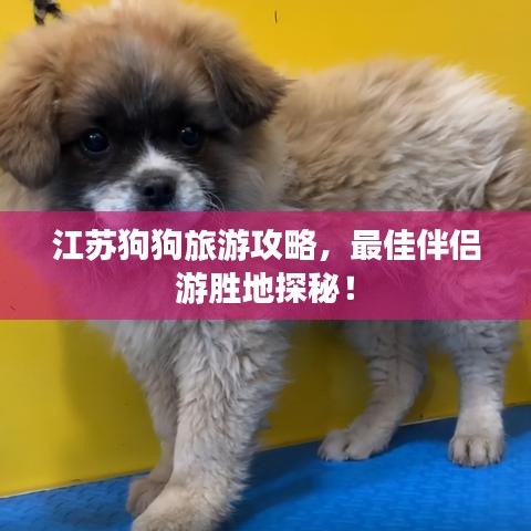 江苏狗狗旅游攻略，最佳伴侣游胜地探秘！