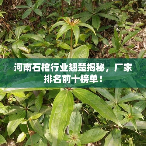 河南石棺行业翘楚揭秘，厂家排名前十榜单！