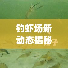 钓虾场新动态揭秘，钓鱼新乐趣与经营策略探索