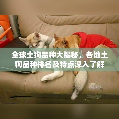 全球土狗品种大揭秘，各地土狗品种排名及特点深入了解