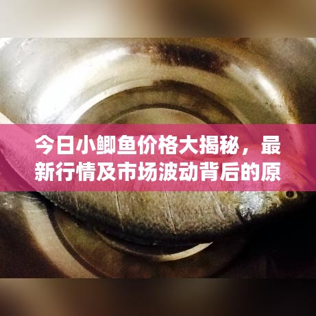 今日小鲫鱼价格大揭秘，最新行情及市场波动背后的原因探究