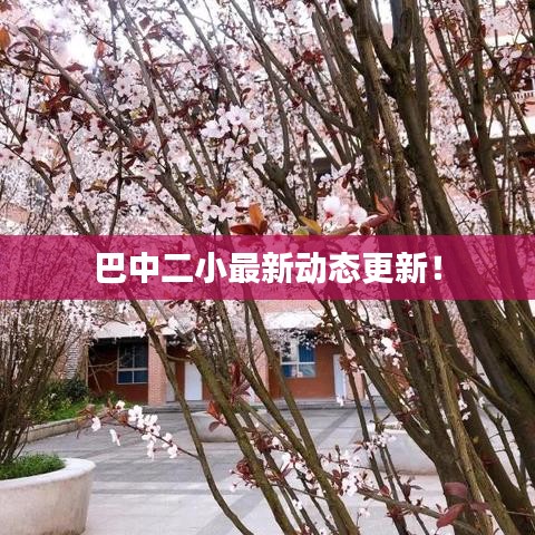 巴中二小最新动态更新！