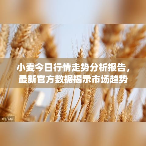 小麦今日行情走势分析报告，最新官方数据揭示市场趋势