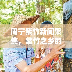 周宁紫竹新闻聚焦，紫竹之乡的新发展探秘