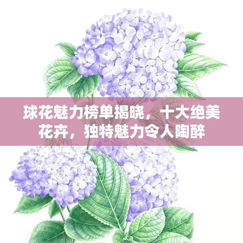 球花魅力榜单揭晓，十大绝美花卉，独特魅力令人陶醉
