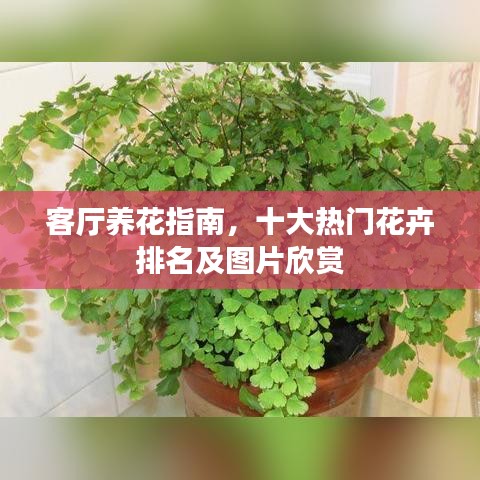 客厅养花指南，十大热门花卉排名及图片欣赏