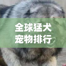 全球猛犬宠物排行榜，探究凶狗魅力与独特特点
