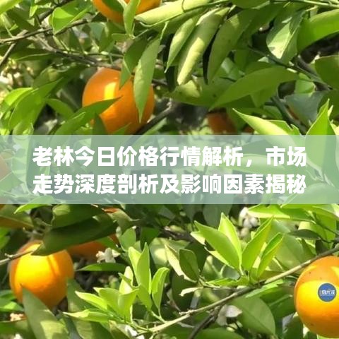 老林今日价格行情解析，市场走势深度剖析及影响因素揭秘