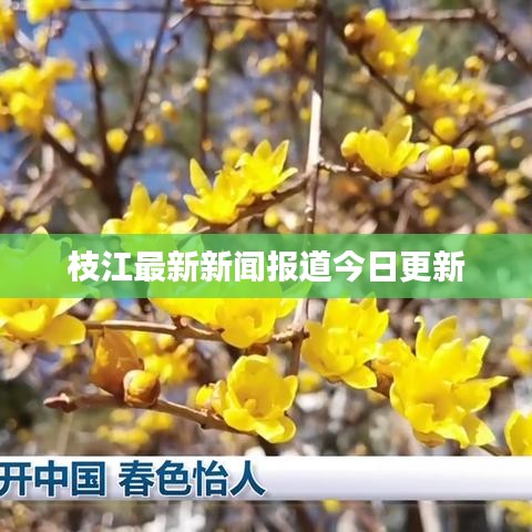 枝江最新新闻报道今日更新