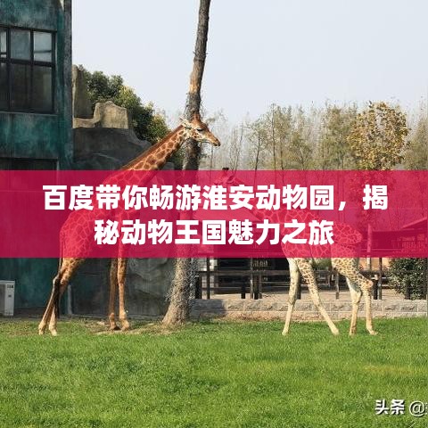 百度带你畅游淮安动物园，揭秘动物王国魅力之旅