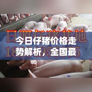 今日仔猪价格走势解析，全国最新动态行情概览
