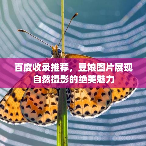 百度收录推荐，豆娘图片展现自然摄影的绝美魅力