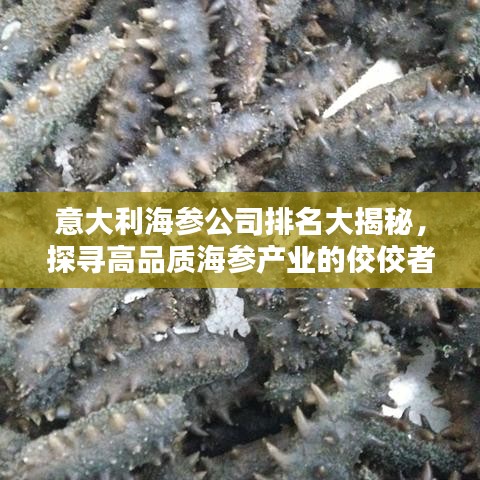 意大利海参公司排名大揭秘，探寻高品质海参产业的佼佼者