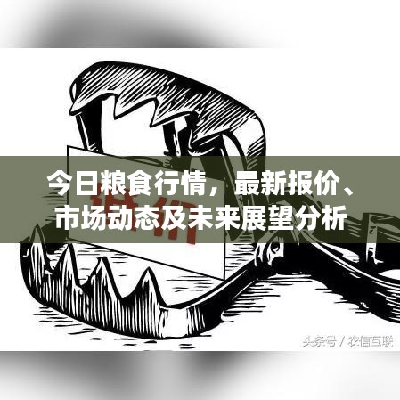 今日粮食行情，最新报价、市场动态及未来展望分析